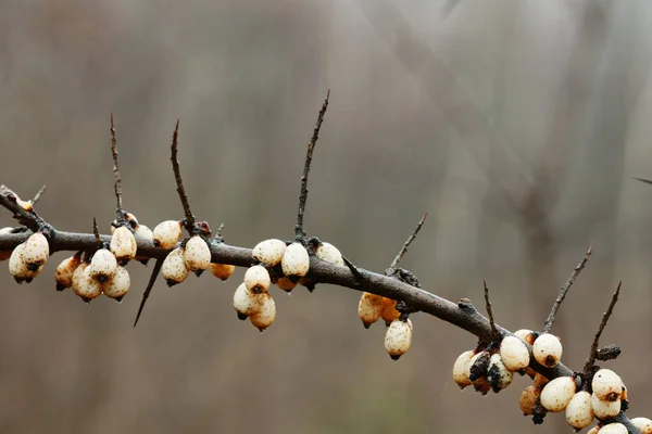 close-up fruits of sea buckthorn in raindrops 2020