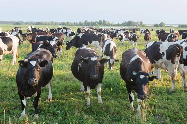 herd of cows in a field at sunset 2020