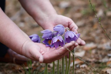 Lumbago Ormanın ilk bahar çiçekleri 2020