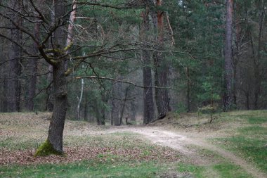 2020 çam ormanı boyunca dolambaçlı köy yolu