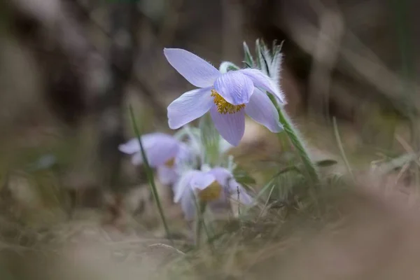 Lumbago Eerste Lentebloemen Het Bos 2020 — Stockfoto