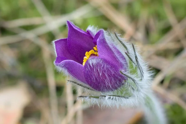 Lumbago Eerste Lentebloemen Het Bos 2020 — Stockfoto