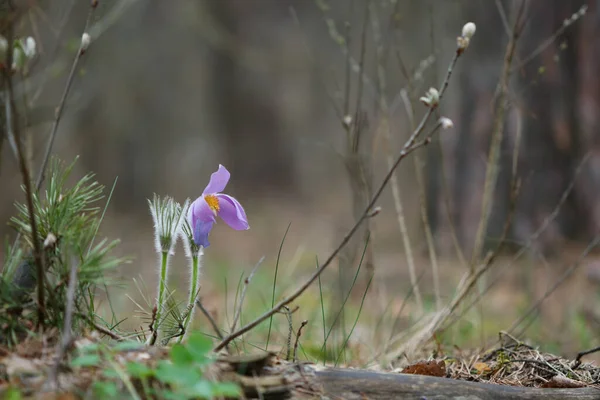 Ryggskott Första Vårblommorna Skogen 2020 — Stockfoto