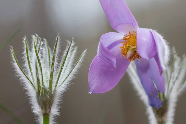 Lumbago Eerste Lentebloemen Het Bos 2020 — Stockfoto