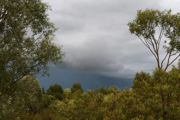 Ouragan Dans Ciel Dessus Forêt 2020 — Photo