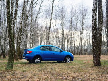 Gomel, Belarus - 22 Mart 2020: Bir huş ağacında mavi Renault ROGAN yolcu vagonu. Ülke Tatili 2020