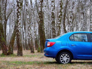 Gomel, Belarus - 22 Mart 2020: Bir huş ağacında mavi Renault ROGAN yolcu vagonu. Ülke Tatili 2020