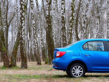Gomel, Belarus - 22 Mart 2020: Bir huş ağacında mavi Renault ROGAN yolcu vagonu. Ülke Tatili 2020