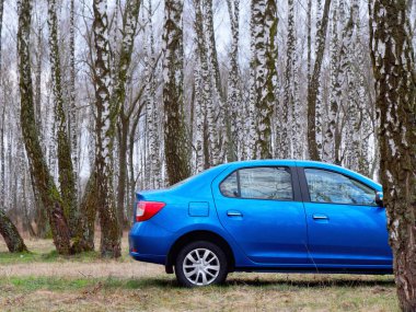 Gomel, Belarus - 22 Mart 2020: Bir huş ağacında mavi Renault ROGAN yolcu vagonu. Ülke Tatili 2020