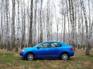 Gomel, Belarus - 22 Mart 2020: Bir huş ağacında mavi Renault ROGAN yolcu vagonu. Ülke Tatili 2020