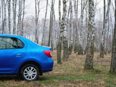 Gomel, Belarus - 22 Mart 2020: Bir huş ağacında mavi Renault ROGAN yolcu vagonu. Ülke Tatili 2020