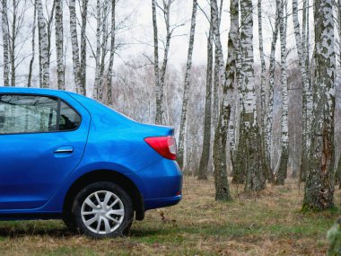Gomel, Belarus - 22 Mart 2020: Bir huş ağacında mavi Renault ROGAN yolcu vagonu. Ülke Tatili 2020
