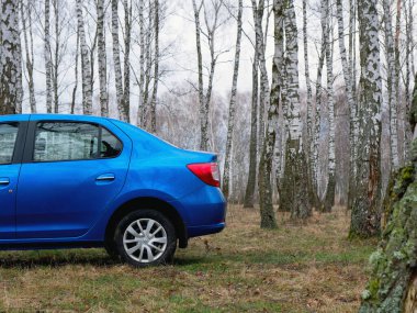 Gomel, Belarus - 22 Mart 2020: Bir huş ağacında mavi Renault ROGAN yolcu vagonu. Ülke Tatili 2020