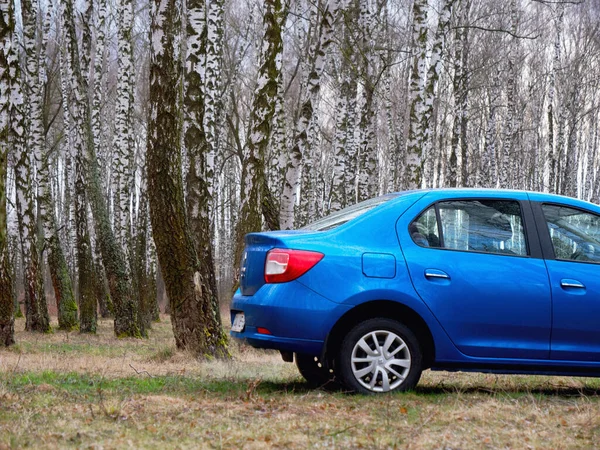 Gomel Belarus Maart 2020 Blauwe Renault Rogan Personenauto Een Berkenbos — Stockfoto