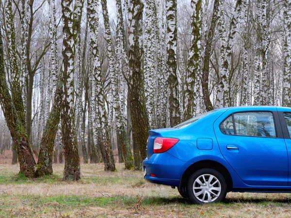 Gomel Belarus Maart 2020 Blauwe Renault Rogan Personenauto Een Berkenbos — Stockfoto