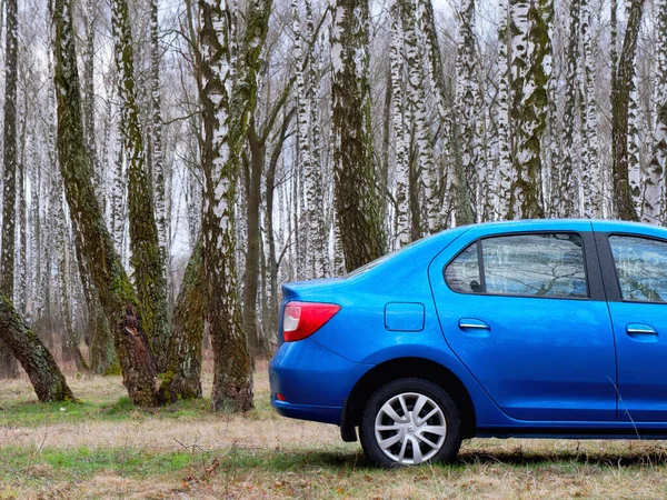 Gomel Belarus Maart 2020 Blauwe Renault Rogan Personenauto Een Berkenbos — Stockfoto