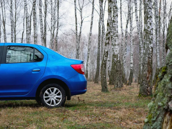Gomel, Belarus - 22 Mart 2020: Bir huş ağacında mavi Renault ROGAN yolcu vagonu. Ülke Tatili 2020