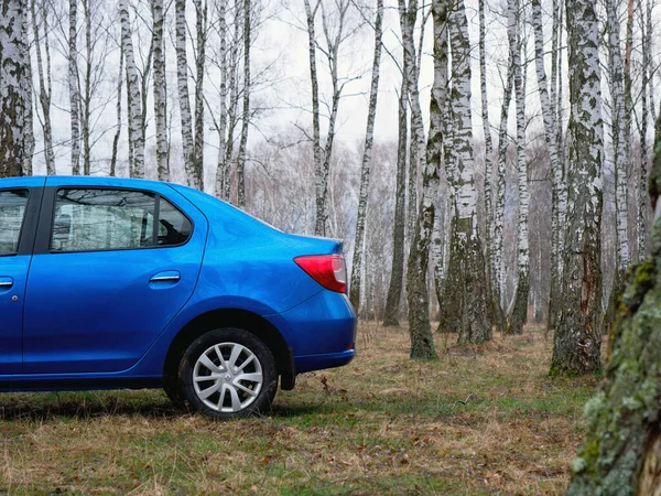 Gomel Belarus Maart 2020 Blauwe Renault Rogan Personenauto Een Berkenbos — Stockfoto