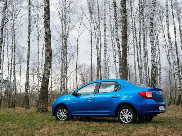 Gomel Belarus Maart 2020 Blauwe Renault Rogan Personenauto Een Berkenbos — Stockfoto