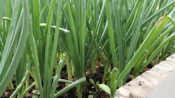 Cebollas Verdes Gruesas Crecen Invernadero — Vídeo de stock
