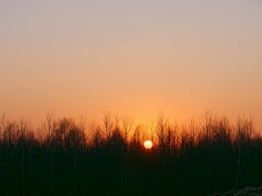 2020 ormanı üzerinde gün batımında kırmızı güneş