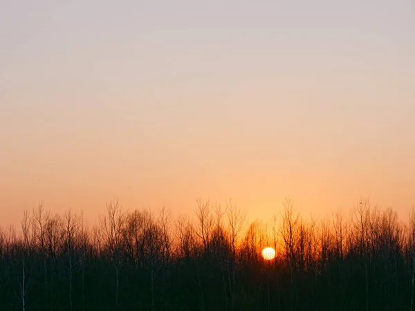 Czerwone Słońce Zachodzie Słońca Nad Lasem 2020 — Zdjęcie stockowe