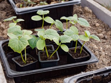 2020 'de bir seradaki yatakta sebze fideleri