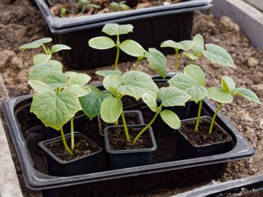 2020 'de bir seradaki yatakta sebze fideleri