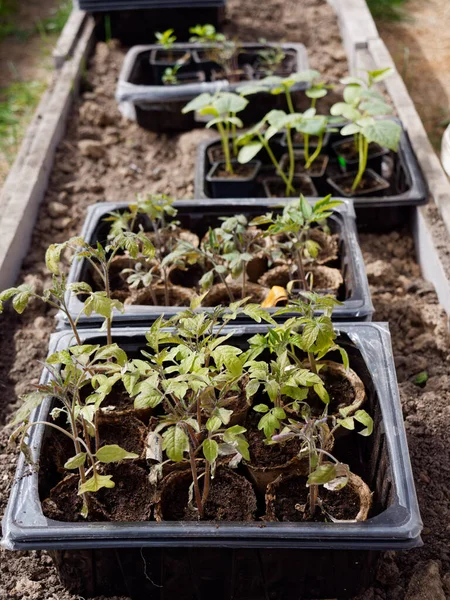 seedlings of vegetables on a bed in a greenhouse 2020