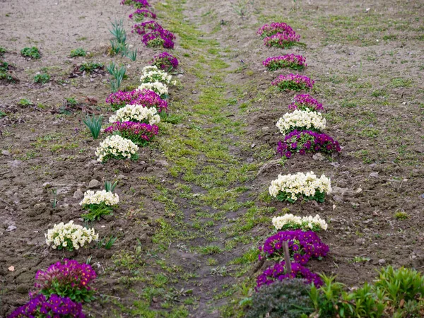 Path Bordered Flower Bushes Nature 2020 — Stock Photo, Image