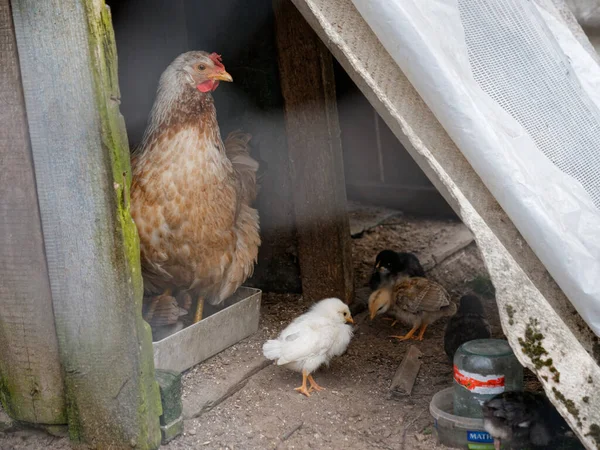 Gallinas Rojas Rústicas Con Pollos Naturaleza 2020 — Foto de Stock