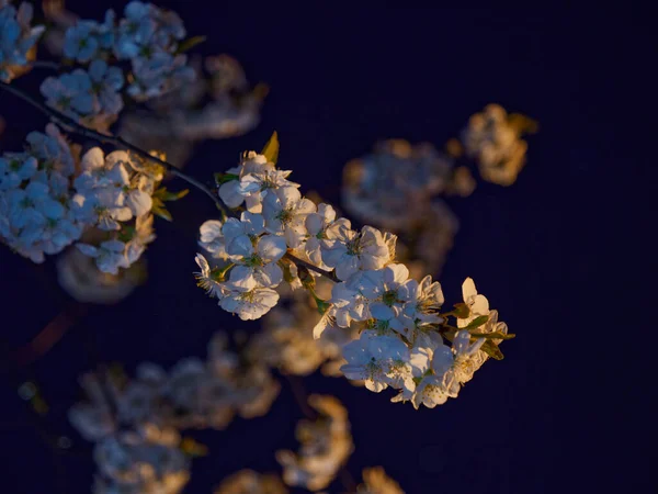 Frühling Blühender Garten Gegen Den Nachthimmel 2020 — Stockfoto