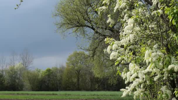 Třešňové Květy Začátku Května Proti Bouřlivé Obloze — Stock video