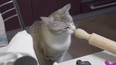 Güzel ev gri kedisi mutfakta