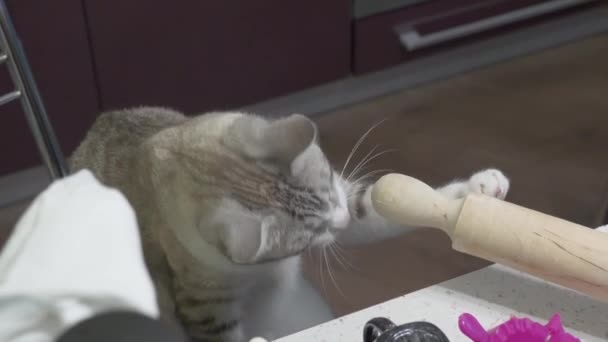 Schöne Graue Hauskatze Der Küche — Stockvideo