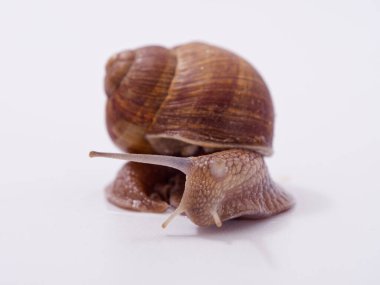 Beyaz arka planda büyük bir üzüm salyangozu 2020