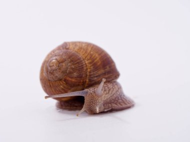 Beyaz arka planda büyük bir üzüm salyangozu 2020