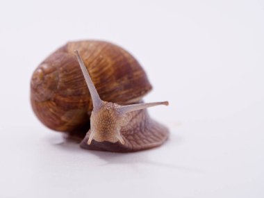 Beyaz arka planda büyük bir üzüm salyangozu 2020