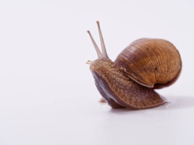 Beyaz arka planda büyük bir üzüm salyangozu 2020