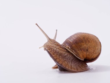 Beyaz arka planda büyük bir üzüm salyangozu 2020