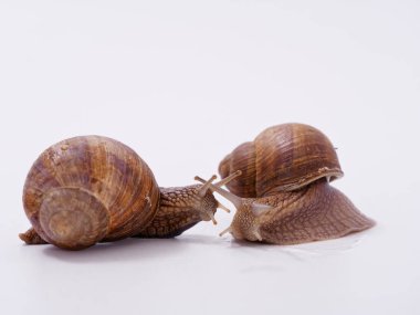 Beyaz arka planda büyük bir üzüm salyangozu 2020