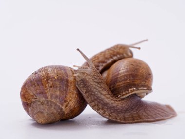 Beyaz arka planda büyük bir üzüm salyangozu 2020