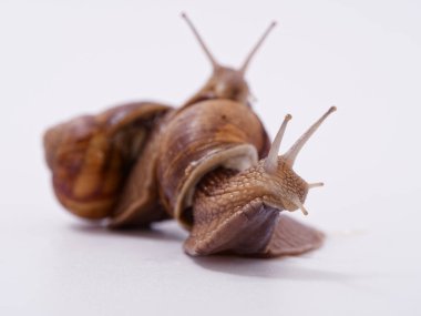 Beyaz arka planda büyük bir üzüm salyangozu 2020