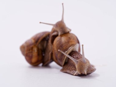 Beyaz arka planda büyük bir üzüm salyangozu 2020