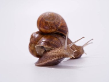 Beyaz arka planda büyük bir üzüm salyangozu 2020