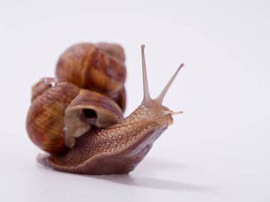 Beyaz arka planda büyük bir üzüm salyangozu 2020