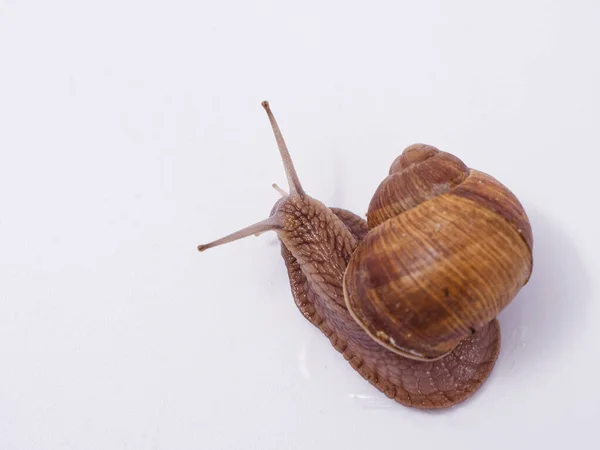 Large Grape Snail White Background 2020 — Stock Photo, Image