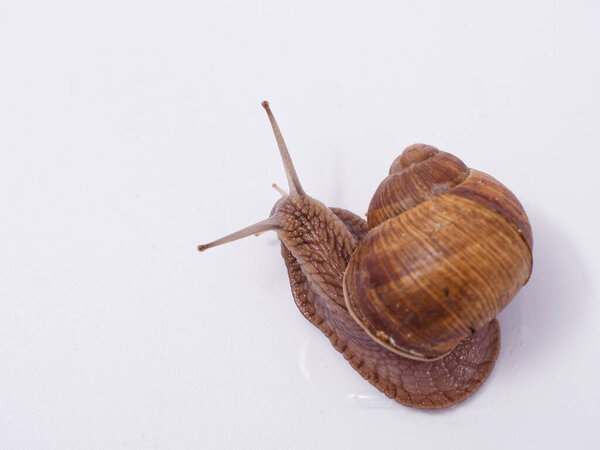 large grape snail on a white background 2020