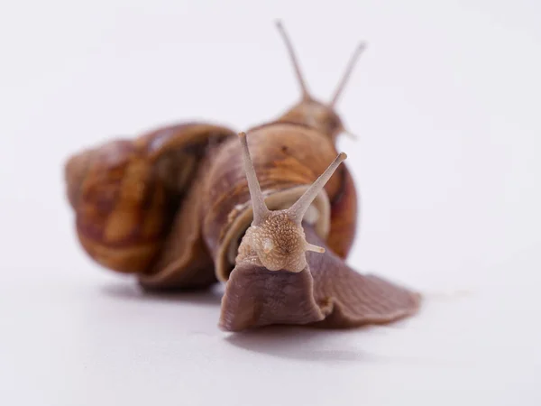 Caracol Uva Grande Sobre Fondo Blanco 2020 — Foto de Stock