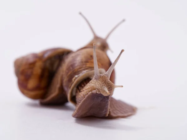 Caracol Uva Grande Sobre Fondo Blanco 2020 — Foto de Stock